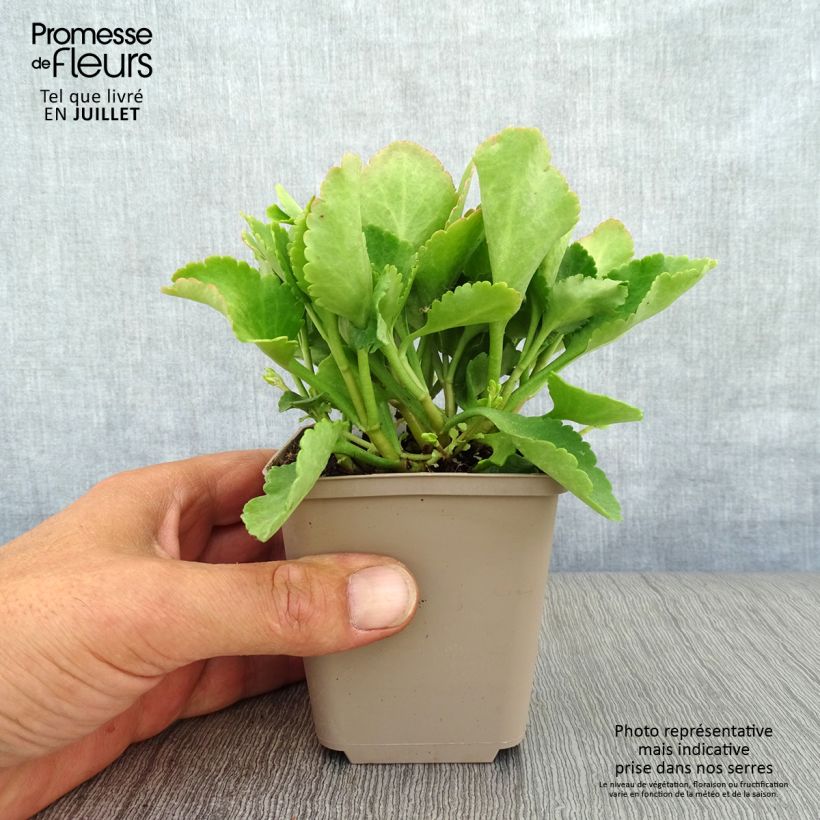 Esemplare di Chiastophyllum oppositifolium Vasetto da 8/9 cm consegnato in estate