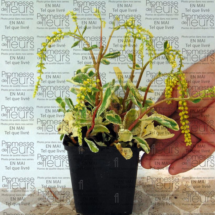 Esempio di esemplare Chiastophyllum oppositifolium Variegatum Vasetto da 8/9 cm come consegnato