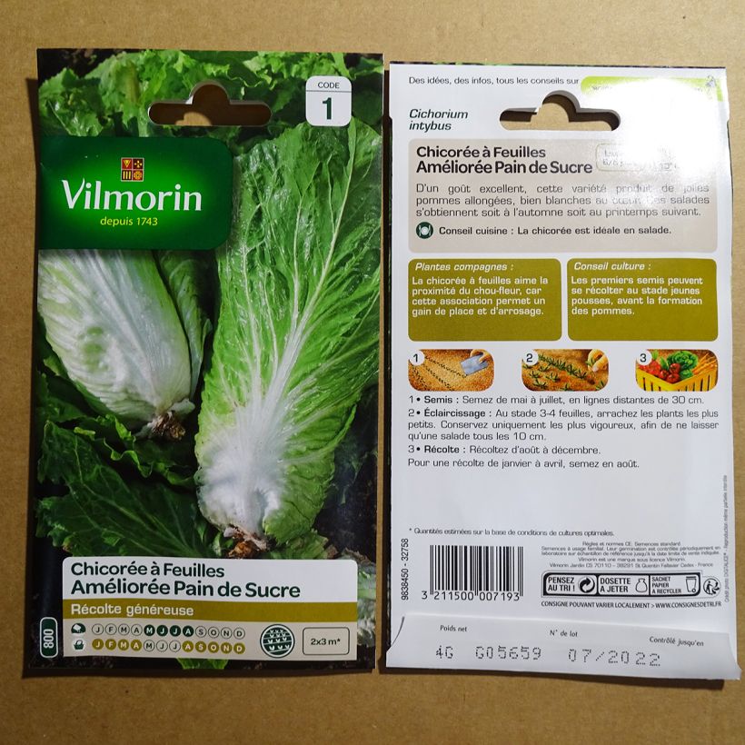 Esempio di esemplare Cicoria à larges feuilles Améliorée Pan di zucchero sacchetto di semi 2400 (4g) come consegnato