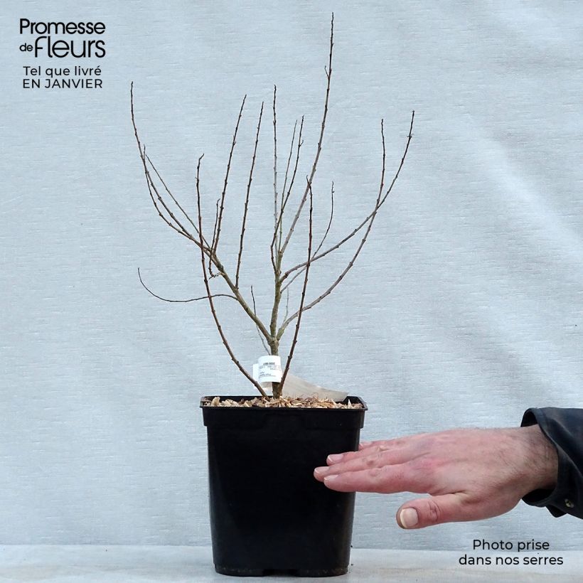Chilopsis linearis - Salice del deserto Vaso da 3L/4L esemplare consegnato in inverno