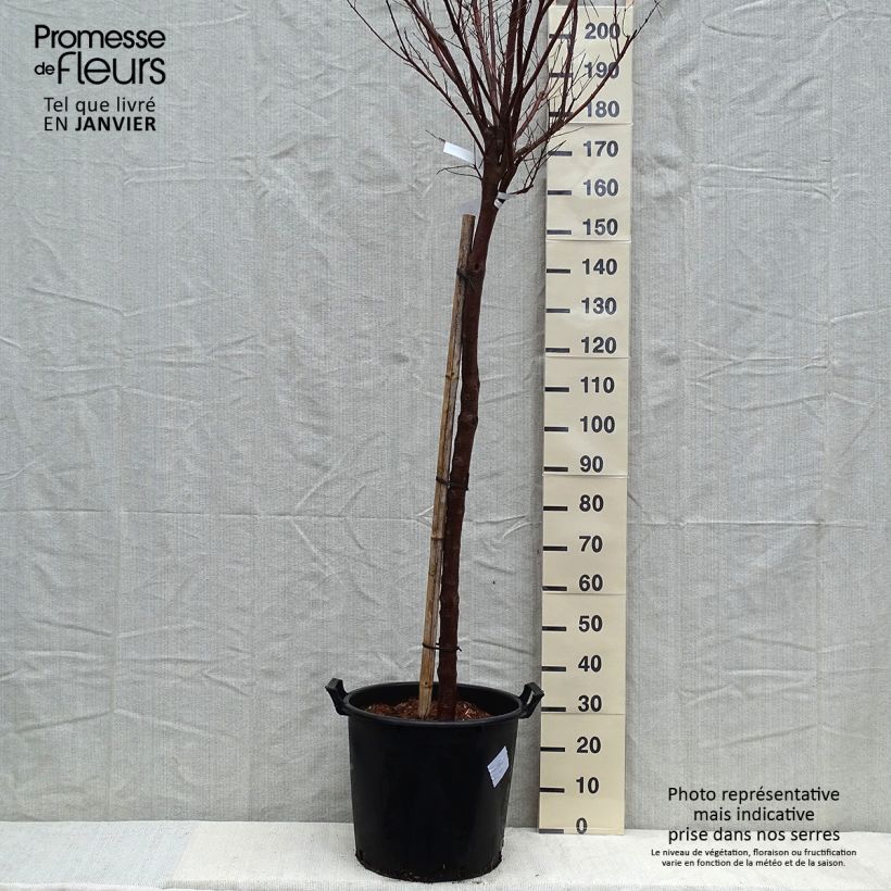 Chilopsis linearis Burgundy - Salice del deserto Vaso da 30L/35L esemplare consegnato in inverno