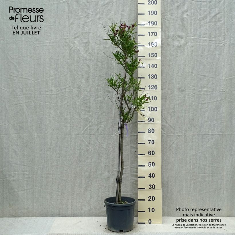 Esemplare di Chilopsis linearis - Salice del deserto Vaso da 12L/15L consegnato in estate