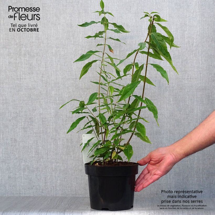 Esemplare di Chimonanthus praecox - Calicanto d'inverno Vaso da 3L/4L come consegnato in autunno