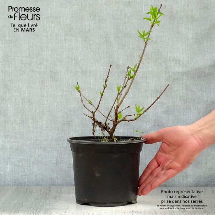 Chimonanthus praecox - Calicanto d'inverno Vaso da 3L/4L esemplare consegnato in primavera