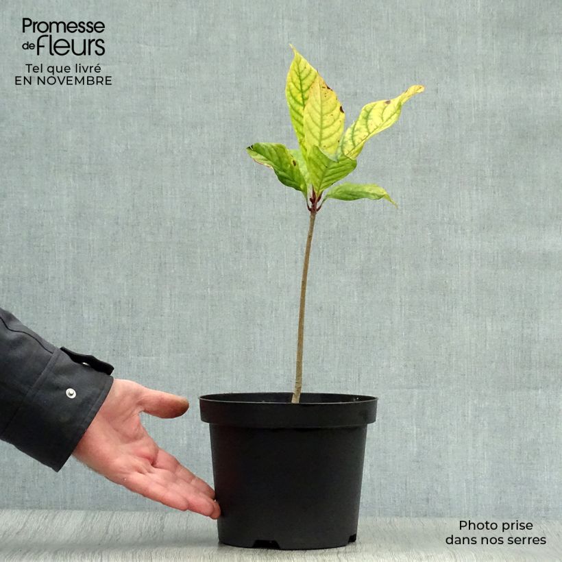 Esemplare di Chionanthus virginicus - Albero della neve Vaso da 2L/3L come consegnato in autunno
