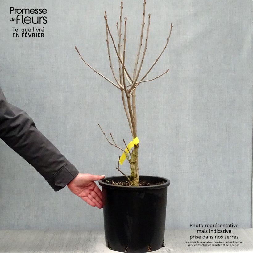 Chionanthus virginicus - Albero della neve Vaso da 12L/15L esemplare consegnato in inverno