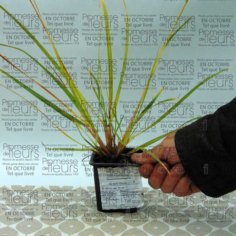 Esempio di esemplare Chionochloa conspicua Vasetto da 8/9 cm come consegnato