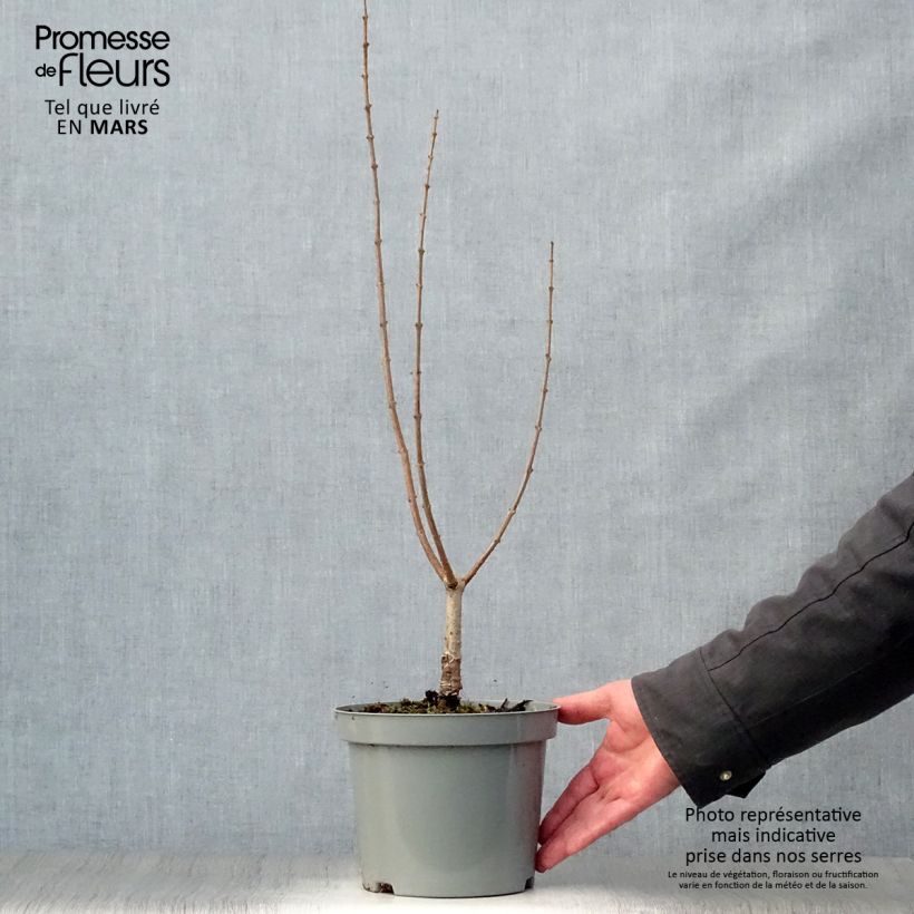 Chitalpa tashkentensis Vaso da 2L/3L esemplare consegnato in primavera