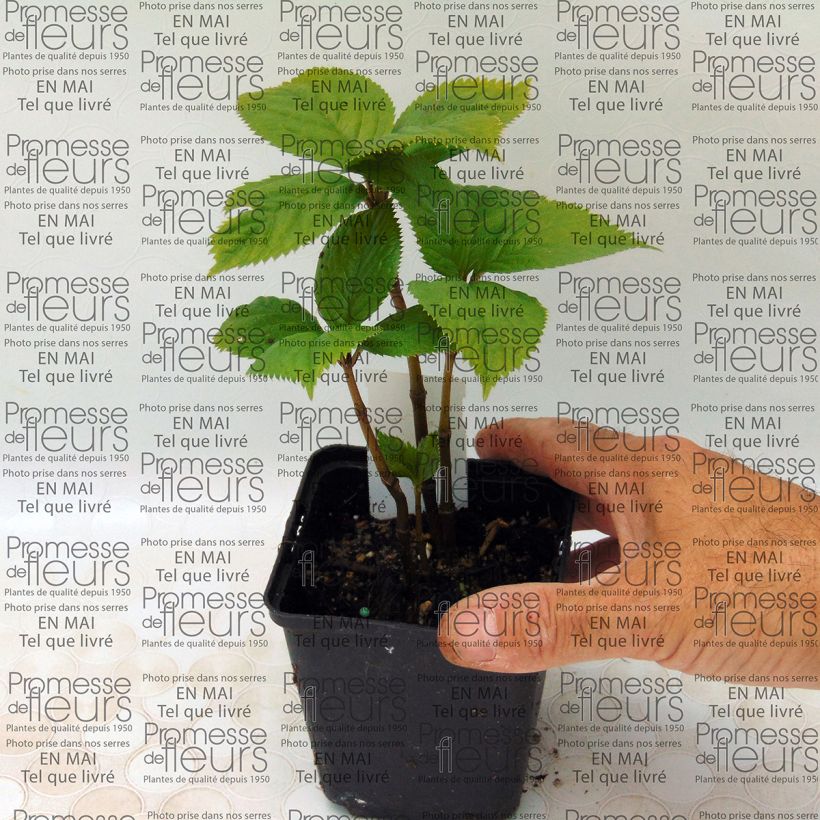 Esempio di esemplare Chloranthus fortunei Vasetto da 8/9 cm come consegnato