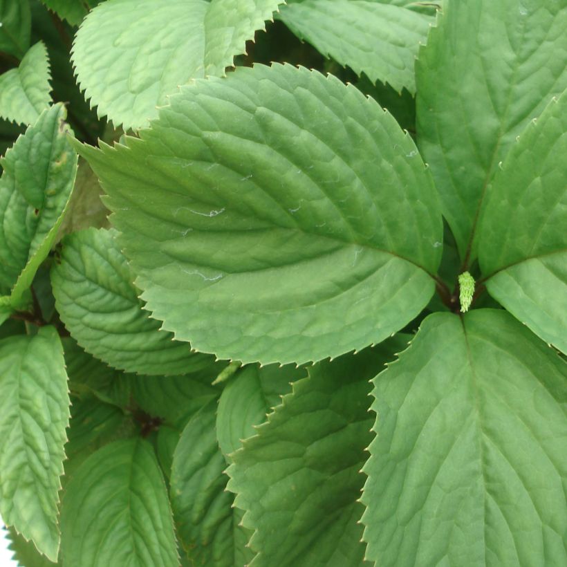 Chloranthus fortunei (Fogliame)