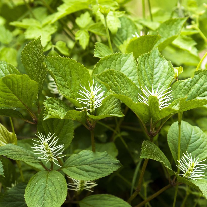 Chloranthus fortunei (Fioritura)