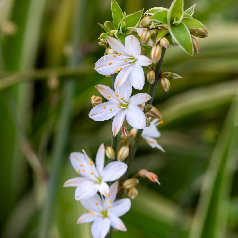Chlorophytum Irish (Fioritura)