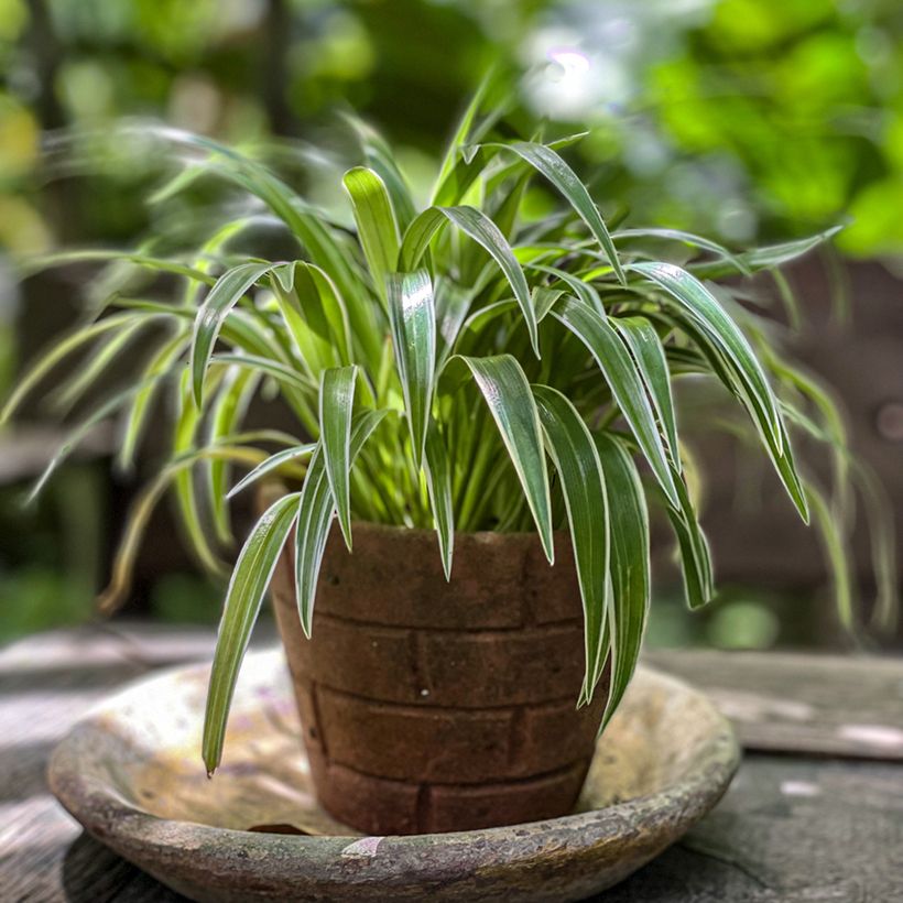Chlorophytum Irish (Porto)