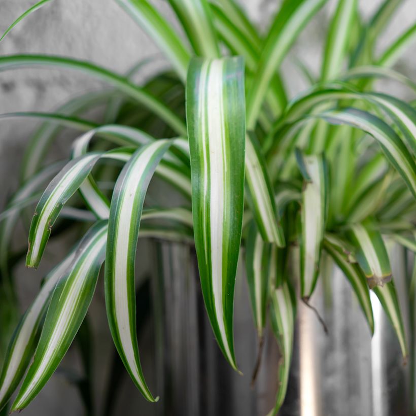 Chlorophytum Variegatum (Fogliame)