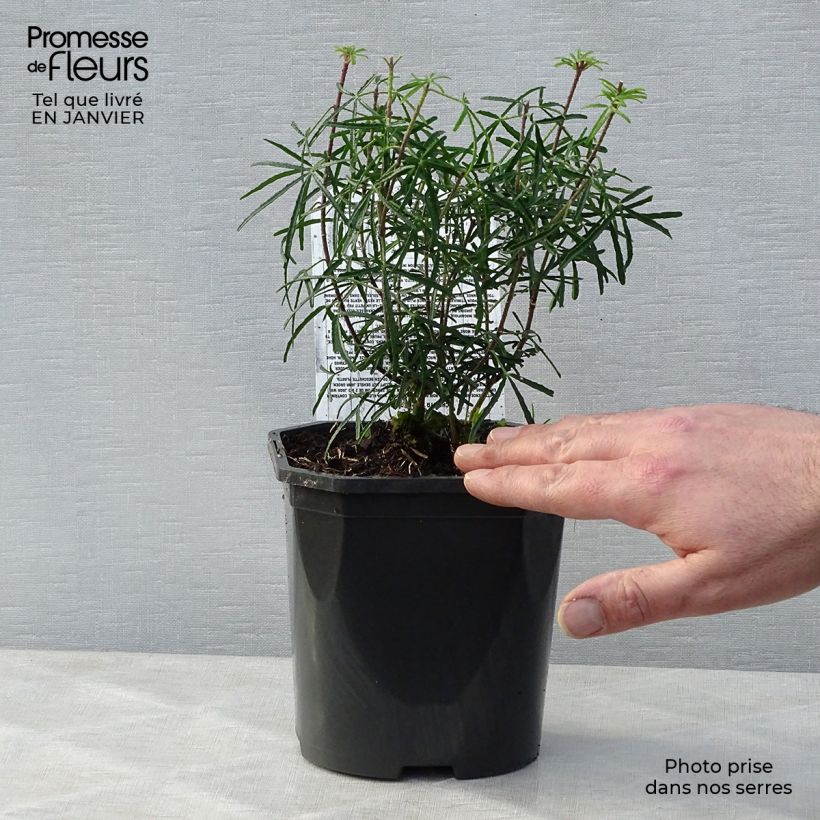 Choisya ternata Apple Blossom - Arancio messicano Vaso da 2L/3L esemplare consegnato in inverno