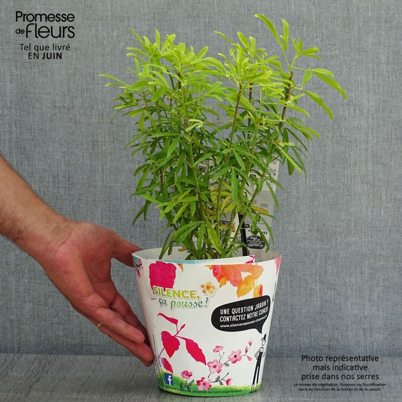 Esemplare di Choisya Aztec Gold - Arancio messicano Vaso da 2L/3L consegnato in estate