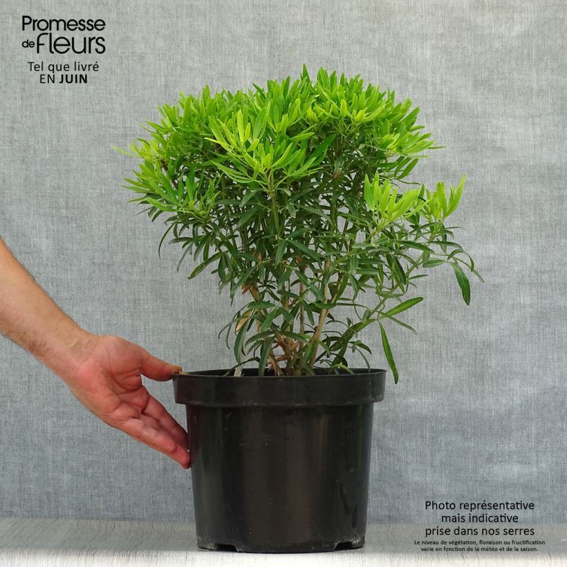 Esemplare di Choisya Aztec Gold - Arancio messicano Vaso da 7,5L/10L consegnato in estate