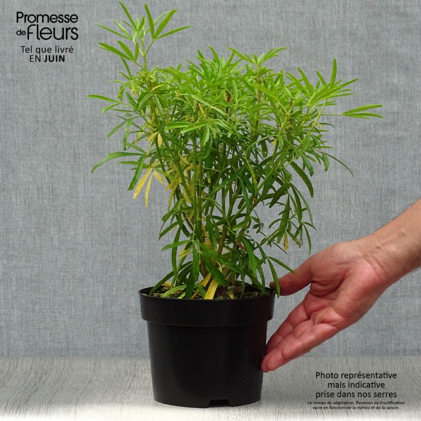 Esemplare di Choisya Aztec Pearl - Arancio messicano Vaso da 2L/3L consegnato in estate