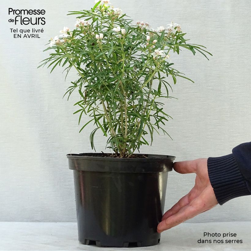 Choisya Scented Gem - Arancio messicano Vaso da 2L/3L esemplare consegnato in primavera