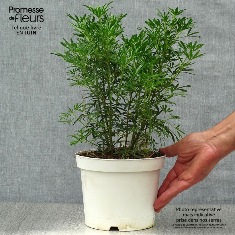 Esemplare di Choisya White Dazzler - Arancio messicano Vaso da 2L/3L consegnato in estate