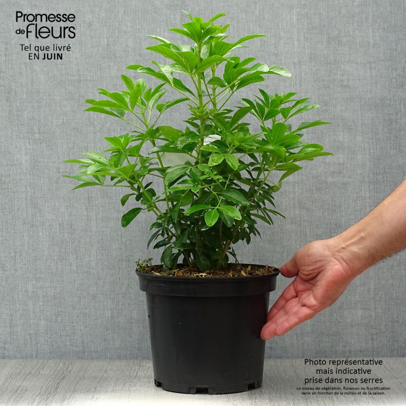 Esemplare di Choisya ternata - Arancio messicano Vaso da 4L/5L consegnato in estate