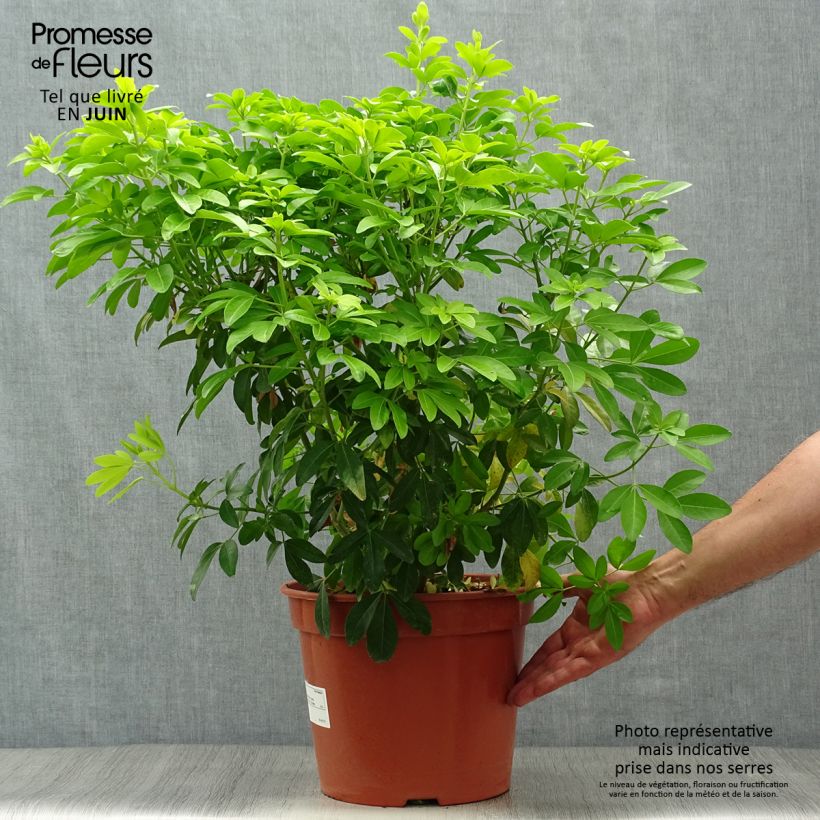 Esemplare di Choisya ternata Sundance - Arancio messicano Vaso da 7,5L/10L consegnato in estate