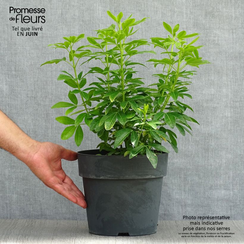 Esemplare di Choisya ternata Sundance - Arancio messicano Vaso da 4L/5L consegnato in estate