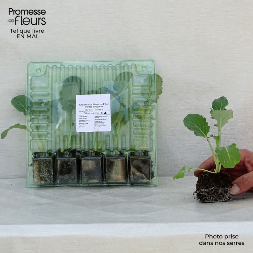 Cavolo broccolo Marathon F1 (piante) zolla 4 cm x 4,5 cm esemplare consegnato in primavera