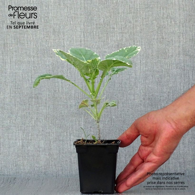 Esemplare di Cavolo perenne Daubenton Popof Vasetto da 8/9 cm come consegnato in autunno