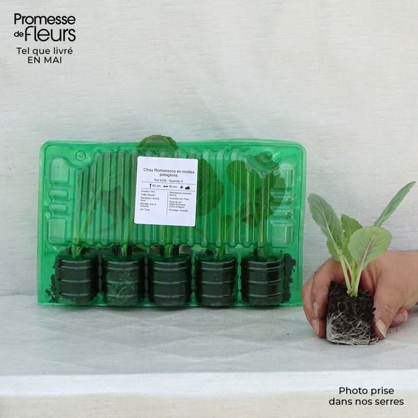 Cavolo romanesco Romanesco zolla 4 cm x 4,5 cm esemplare consegnato in primavera