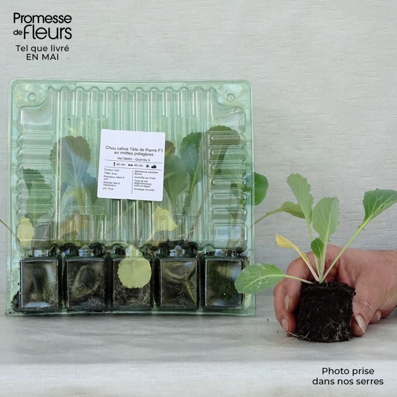 Cavolo cappuccio Tête de Pierre F1 (piante) zolla 4 cm x 4,5 cm esemplare consegnato in primavera
