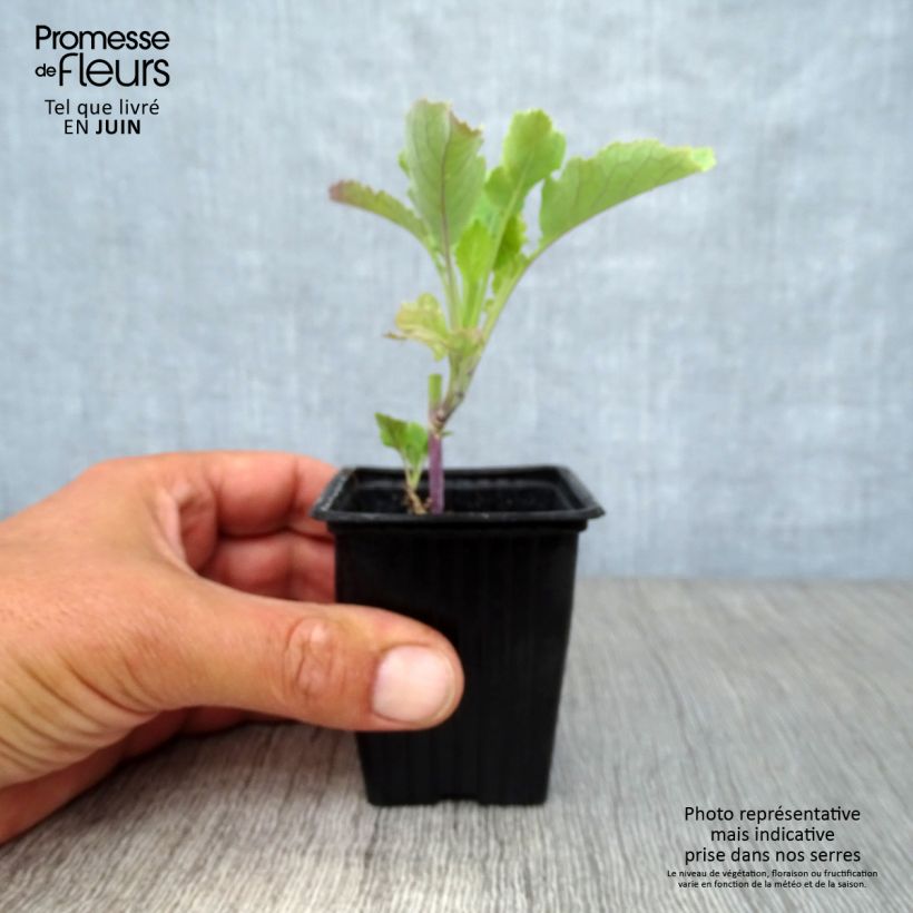 Esemplare di Cavolo perenne Daubenton BIO Vasetto da 7/8 cm consegnato in estate