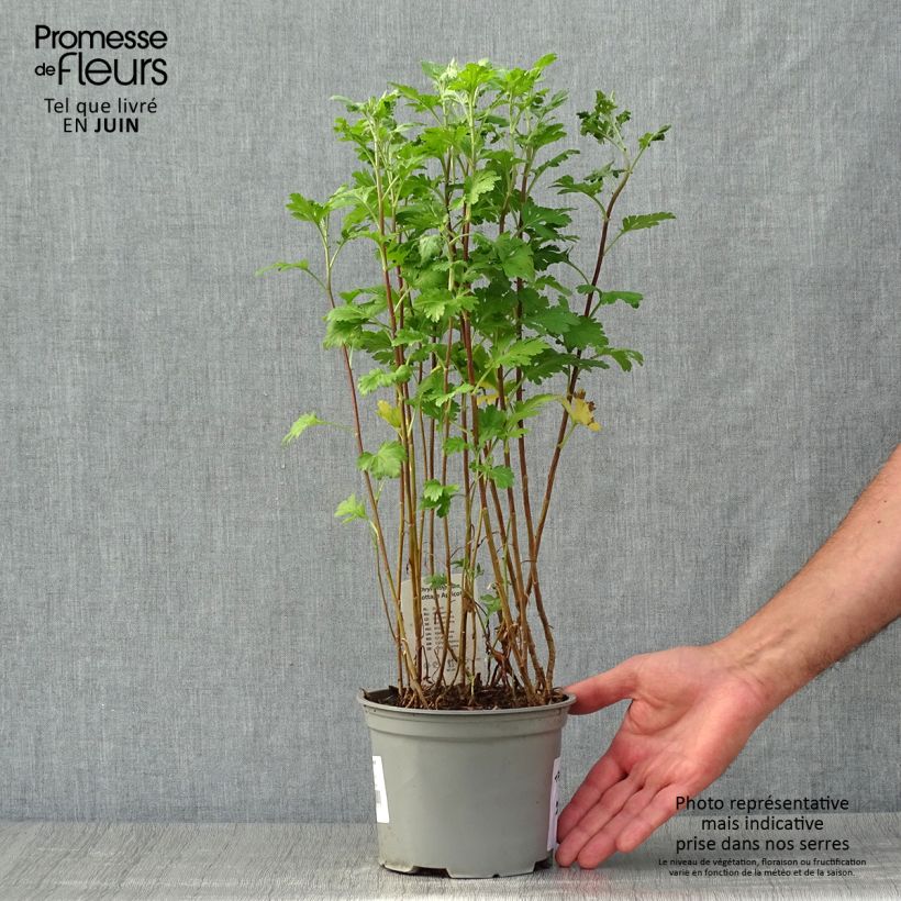 Esemplare di Chrysanthemum Cottage Apricot - Crisantemo Vaso da 2L/3L consegnato in estate