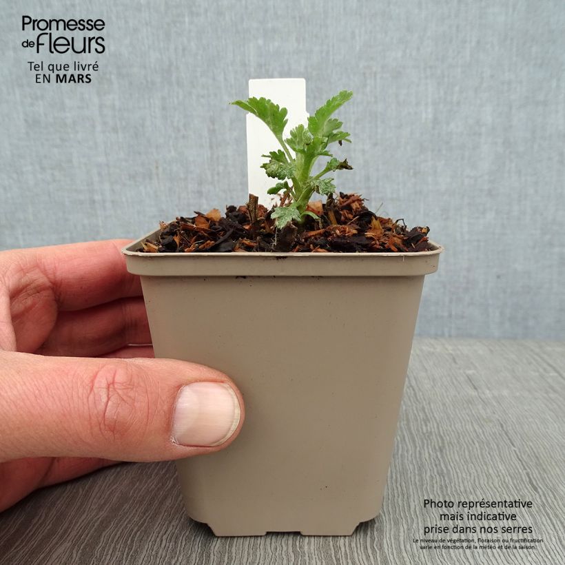 Chrysanthemum Goldmarianne - Crisantemo Vasetto da 8/9 cm esemplare consegnato in inverno