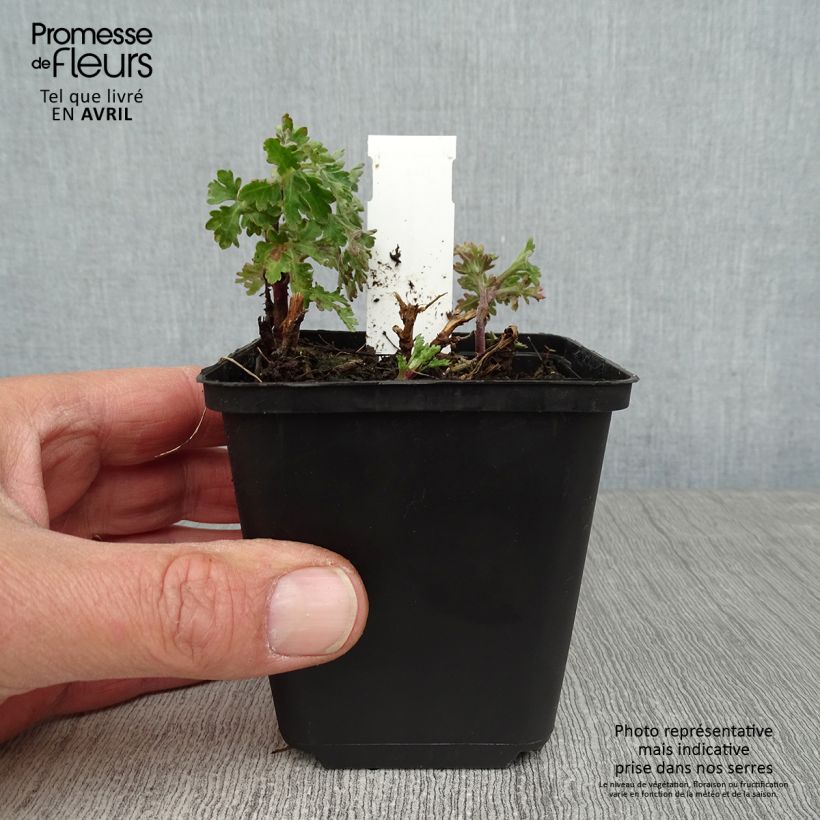 Chrysanthemum indicum Herbstbrokat - Crisantemo Vasetto da 8/9 cm esemplare consegnato in primavera