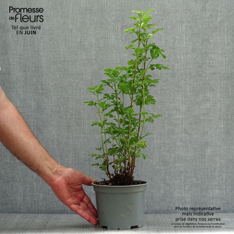 Esemplare di Chrysanthemum indicum Julia - Crisantemo Vaso da 2L/3L consegnato in estate