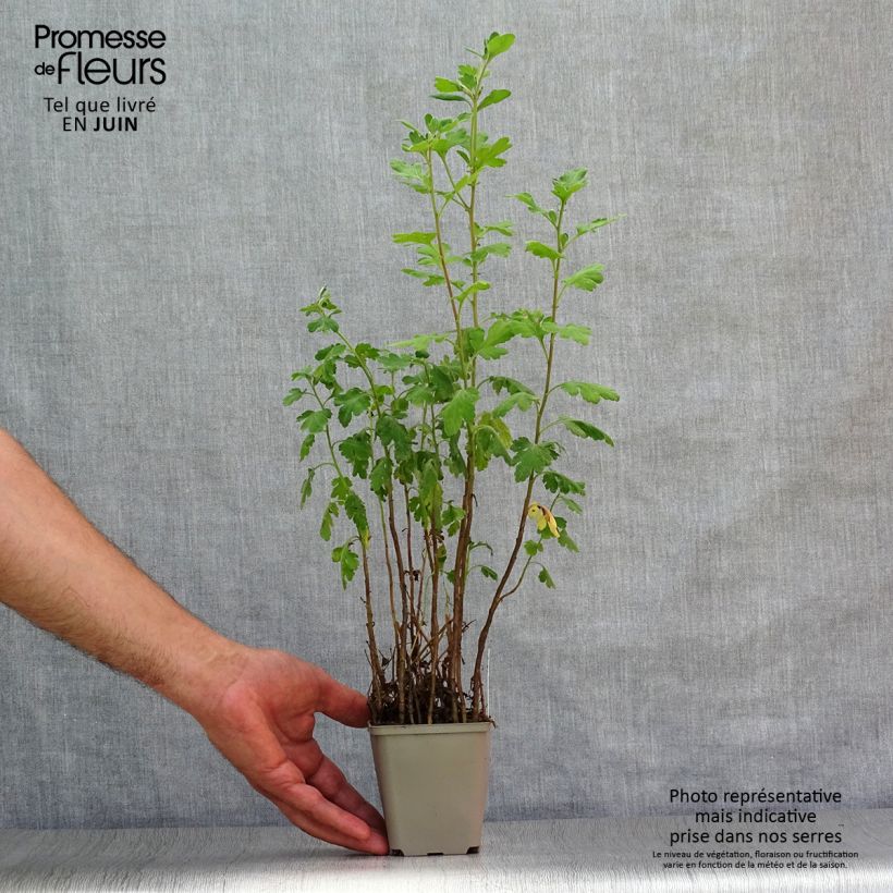 Esemplare di Chrysanthemum indicum Poesie - Crisantemo Vasetto da 8/9 cm consegnato in estate