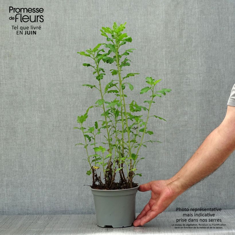 Esemplare di Chrysanthemum indicum Poesie - Crisantemo Vaso da 2L/3L consegnato in estate