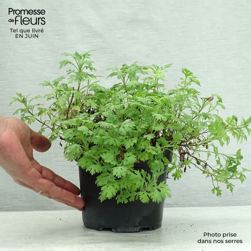 Esemplare di Chrysanthemum rubellum Clara Curtis - Crisantemo Vaso da 2L/3L consegnato in estate