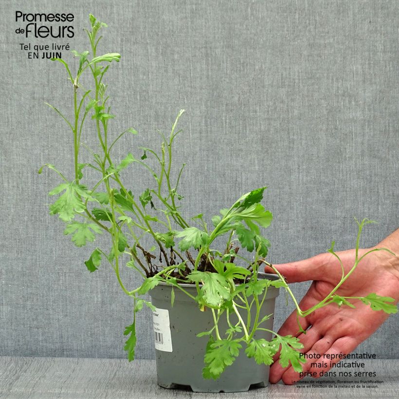 Esemplare di Chrysanthemum rubellum Mary Stoker - Crisantemo Vaso da 2L/3L consegnato in estate