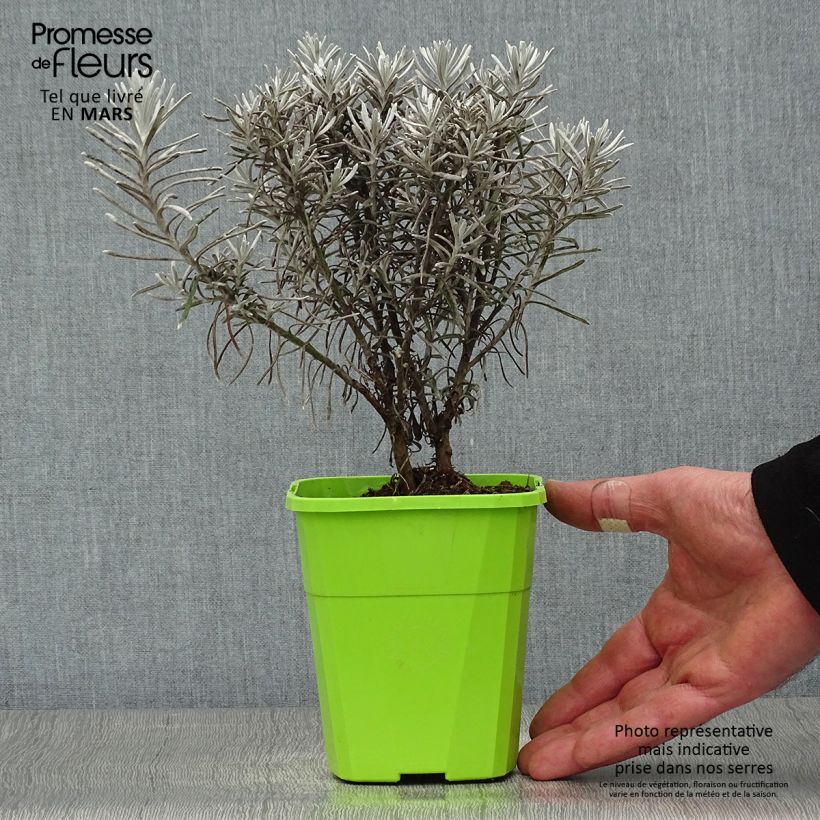 Chrysocephalum apiculatum Korma - Chrysocephalum apiculatum Vaso da 1,5L/2L esemplare consegnato in primavera