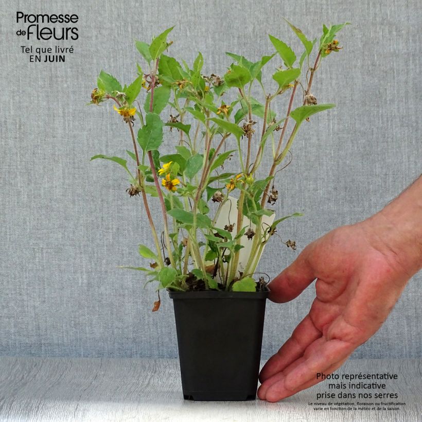 Esemplare di Chrysogonum virginianum Vasetto da 8/9 cm consegnato in estate
