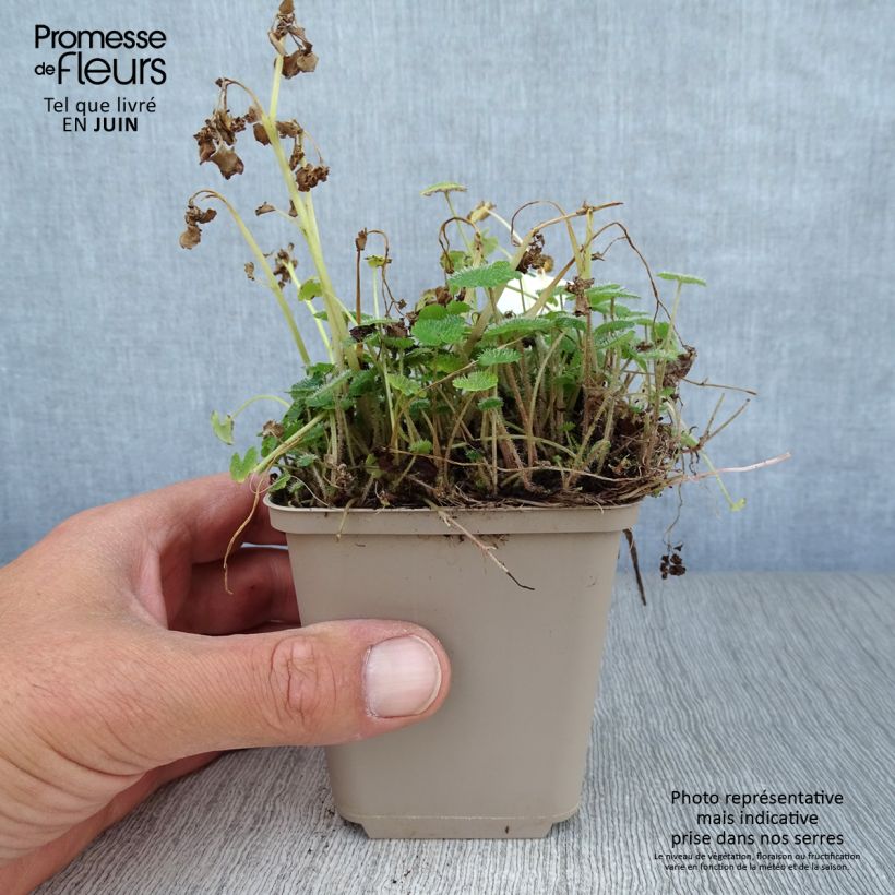 Esemplare di Chrysosplenium alternifolium - Erba-milza comune Vasetto da 7/8 cm consegnato in estate