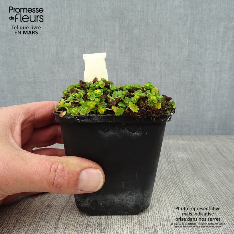 Chrysosplenium davidianum Vasetto da 8/9 cm esemplare consegnato in inverno