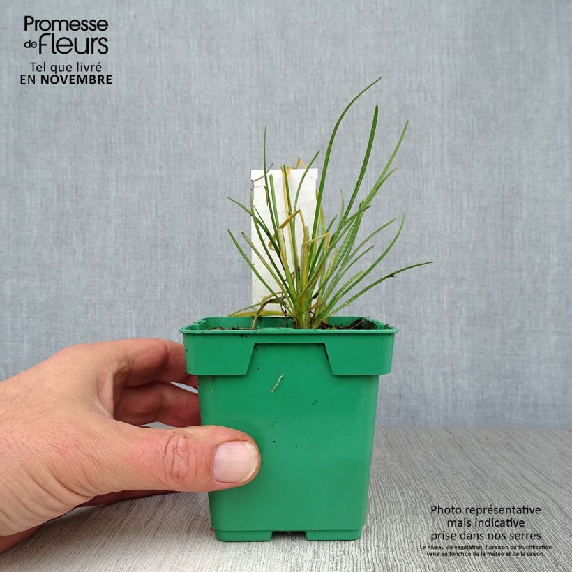 Esemplare di Aglio cinese (piante) Vaso da Ø 10 cm/11 cm come consegnato in autunno
