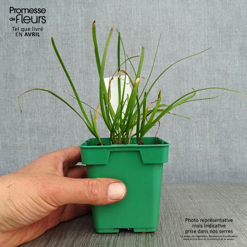 Aglio cinese (piante) Vaso da Ø 10 cm/11 cm esemplare consegnato in primavera