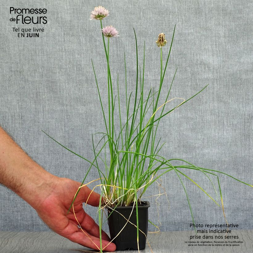 Esemplare di Erba cipollina - Allium schoenoprasum Vasetto da 8/9 cm consegnato in estate