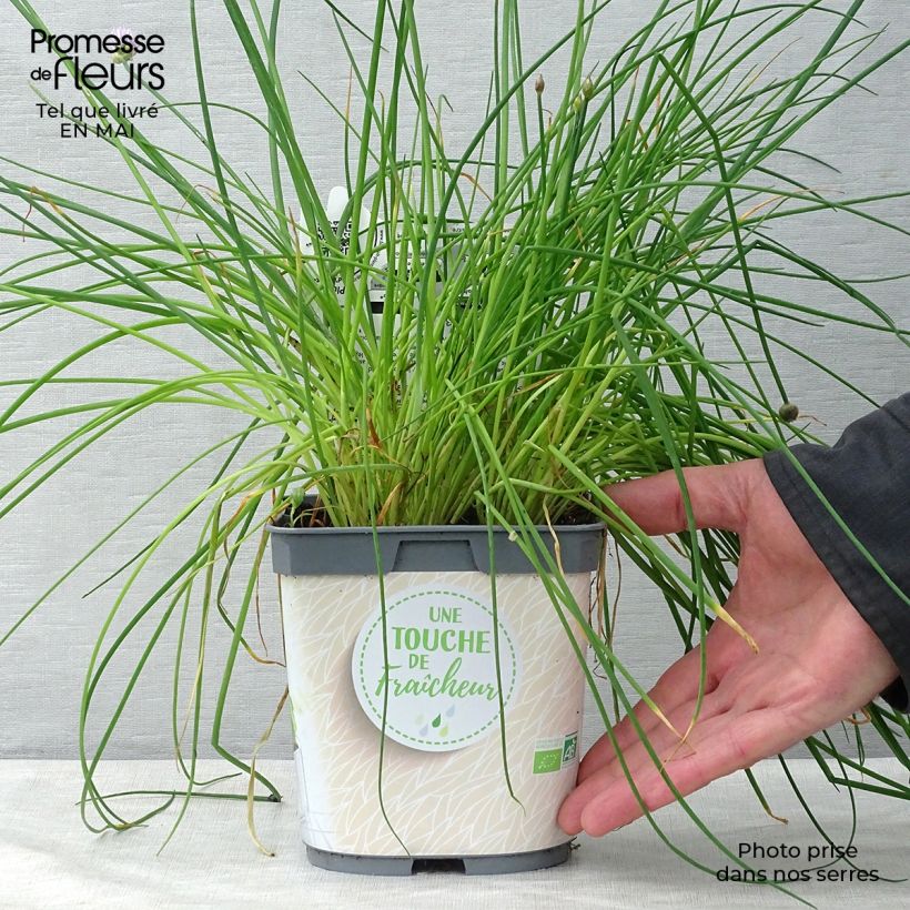 Erba cipollina Bio (piante) Vaso da 2L/3L esemplare consegnato in primavera