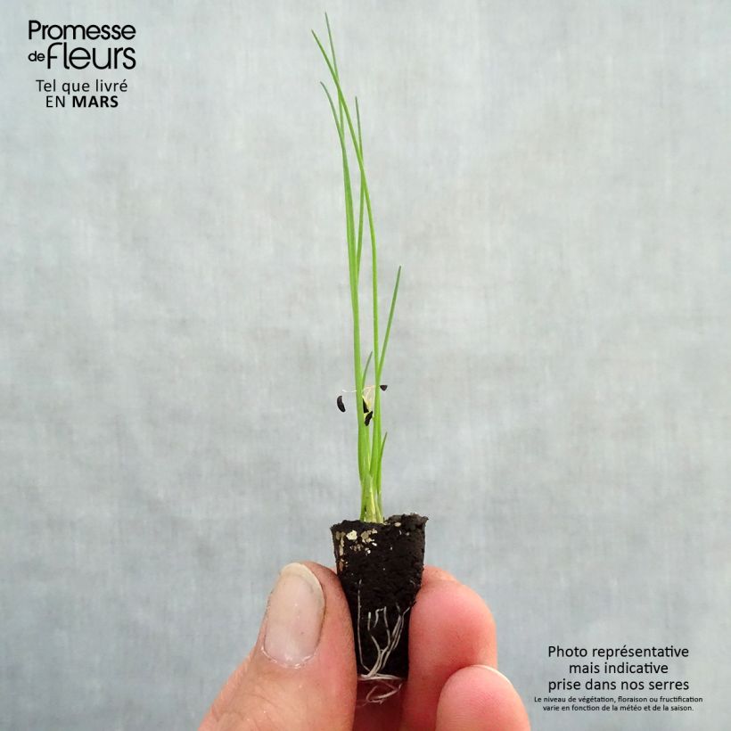 Erba cipollina Polyvert Mini zolla Ø 1,5/2,5 cm esemplare consegnato in primavera