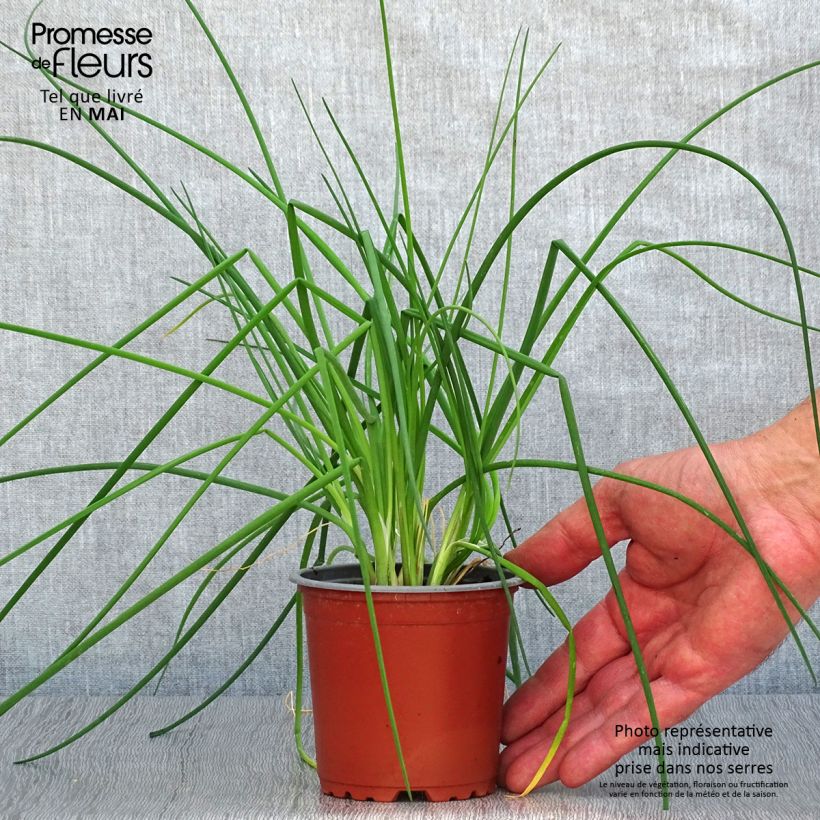 Erba cipollina Fine Vasetto da 8/9 cm esemplare consegnato in primavera